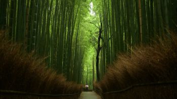 Обои 1600x900 бамбуковый лес, тропа