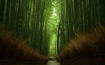 Обои 2560x1600 бамбуковый лес, тропа