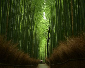 Обои 1280x1024 бамбуковый лес, тропа