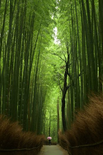 Обои 640x960 бамбуковый лес, тропа