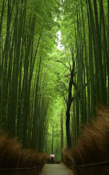 Обои 800x1280 бамбуковый лес, тропа