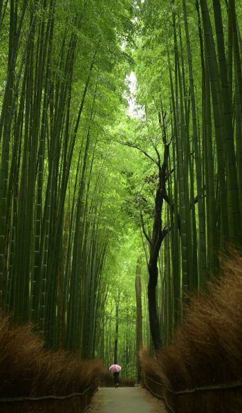 Обои 600x1024 бамбуковый лес, тропа