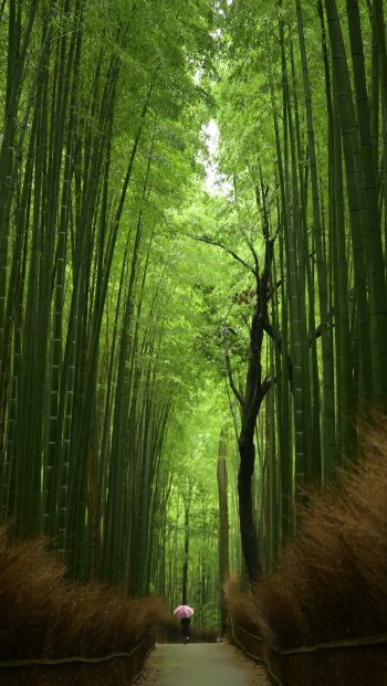 Обои 640x1136 бамбуковый лес, тропа
