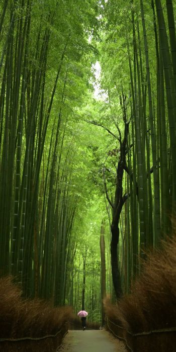 Обои 720x1440 бамбуковый лес, тропа