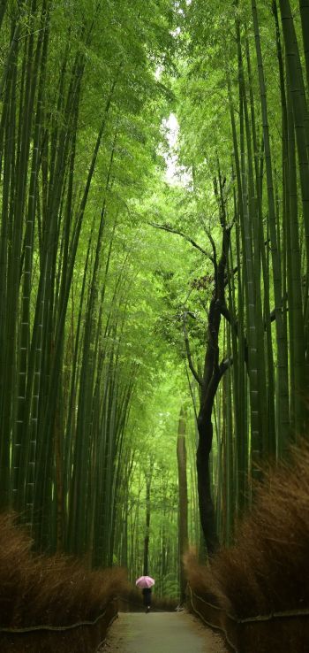 Обои 720x1520 бамбуковый лес, тропа