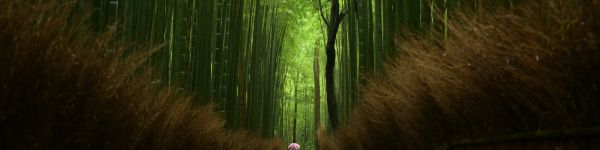 bamboo forest, trail Wallpaper 1590x400