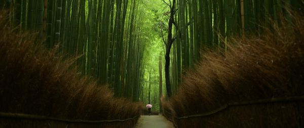 bamboo forest, trail Wallpaper 2560x1080