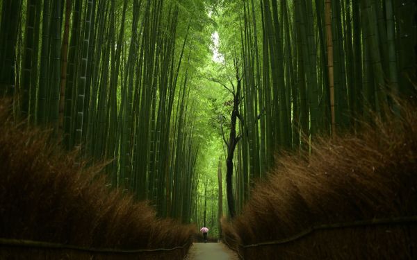 bamboo forest, trail Wallpaper 1920x1200