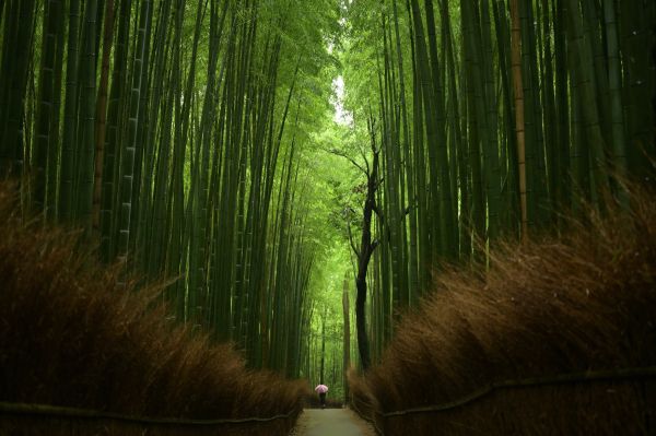 bamboo forest, trail Wallpaper 3000x1996