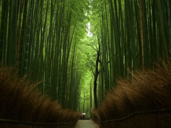 Обои 1024x768 бамбуковый лес, тропа