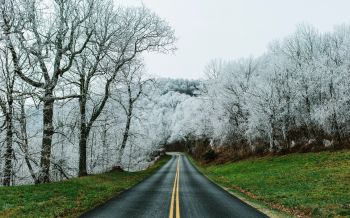road, snow forest Wallpaper 2560x1600