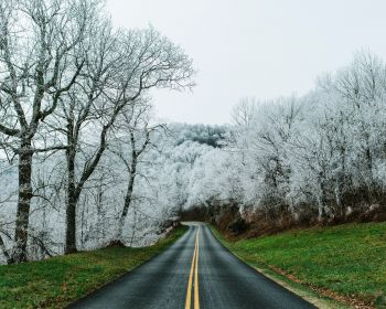 road, snow forest Wallpaper 1280x1024
