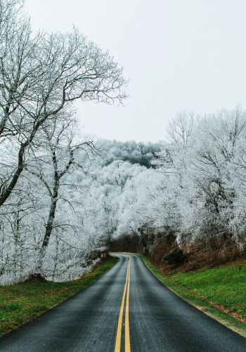 road, snow forest Wallpaper 1668x2388