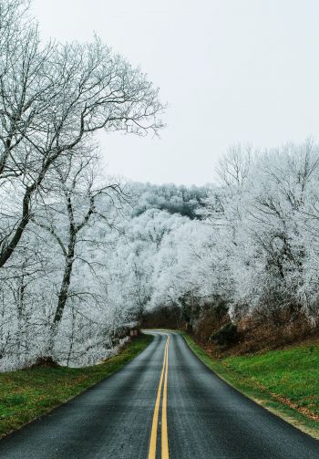 road, snow forest Wallpaper 1640x2360