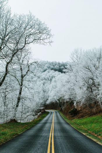 road, snow forest Wallpaper 640x960