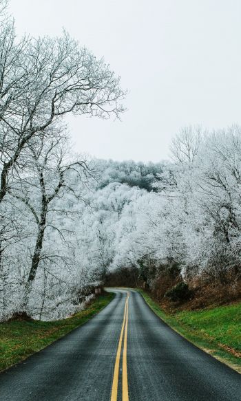 road, snow forest Wallpaper 1200x2000