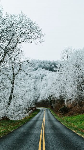 road, snow forest Wallpaper 640x1136