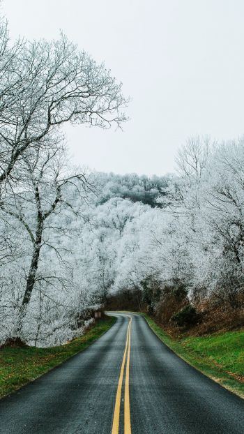 road, snow forest Wallpaper 750x1334