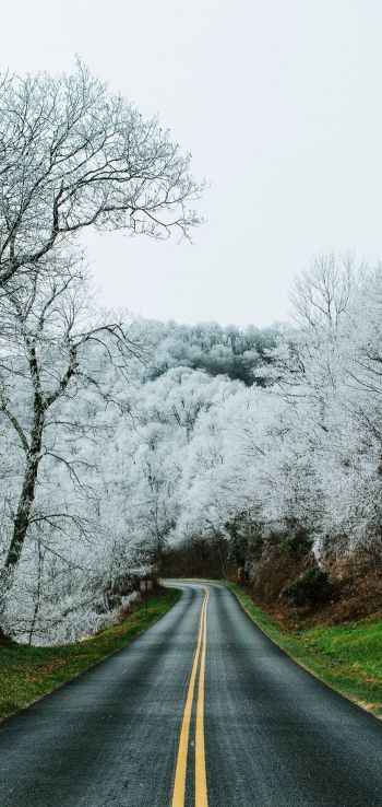 road, snow forest Wallpaper 1080x2280