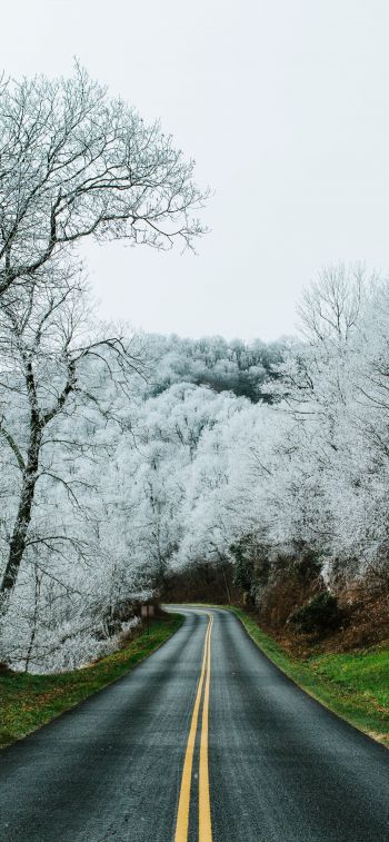 road, snow forest Wallpaper 1284x2778