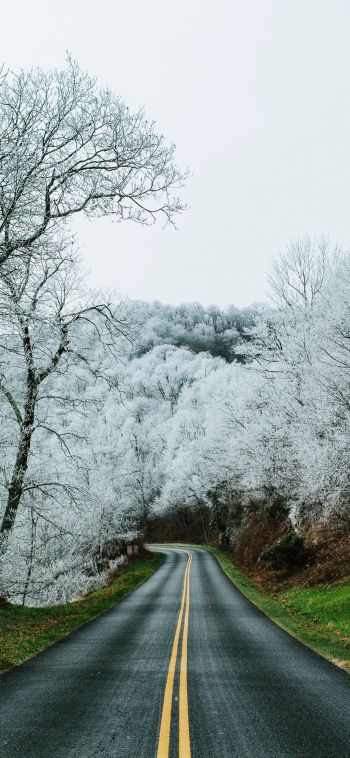 road, snow forest Wallpaper 1080x2340