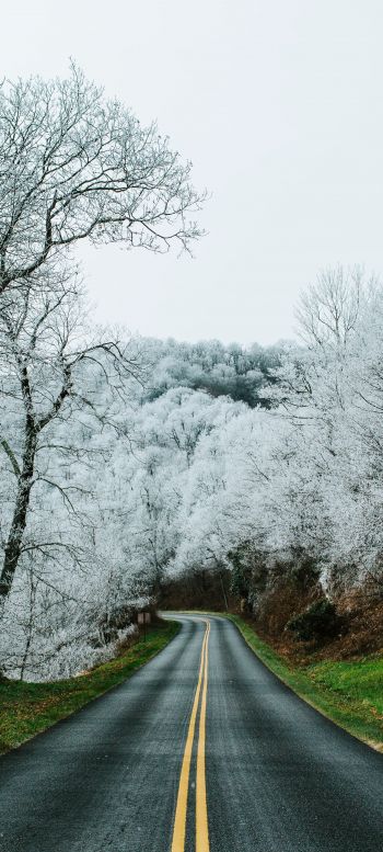 road, snow forest Wallpaper 1440x3200
