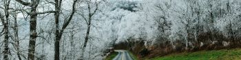 road, snow forest Wallpaper 1590x400