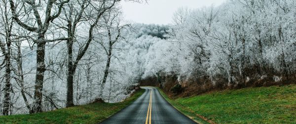 road, snow forest Wallpaper 3440x1440