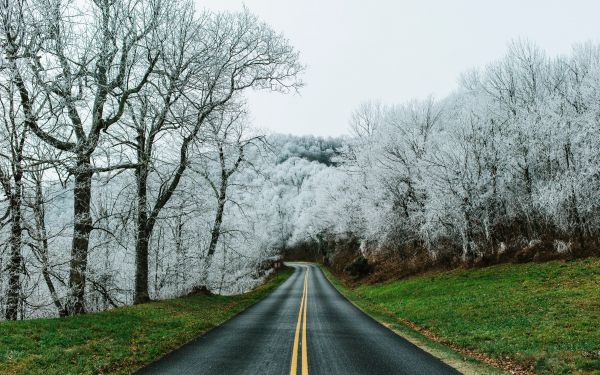 road, snow forest Wallpaper 2560x1600