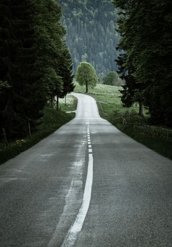 road, forest, green Wallpaper 1668x2388