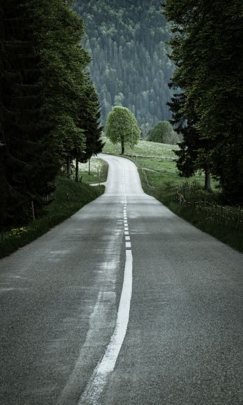 road, forest, green Wallpaper 1200x2000