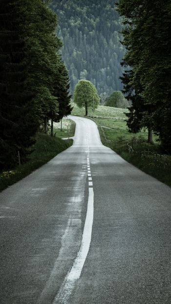road, forest, green Wallpaper 1440x2560