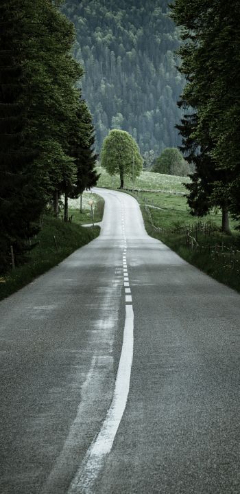 road, forest, green Wallpaper 1440x2960