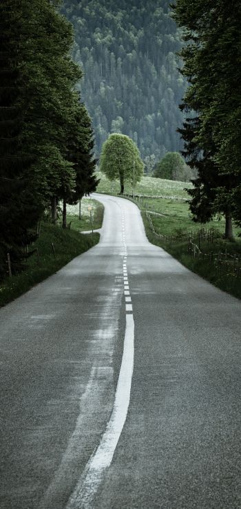 road, forest, green Wallpaper 1440x3040