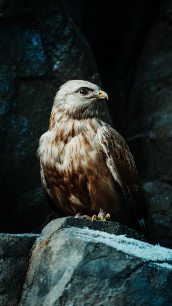bird, predator, hawk Wallpaper 1080x1920