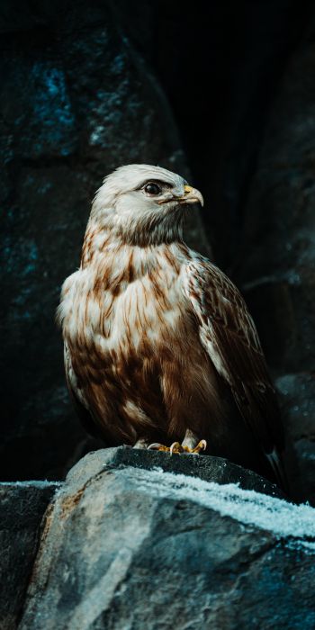 bird, predator, hawk Wallpaper 720x1440