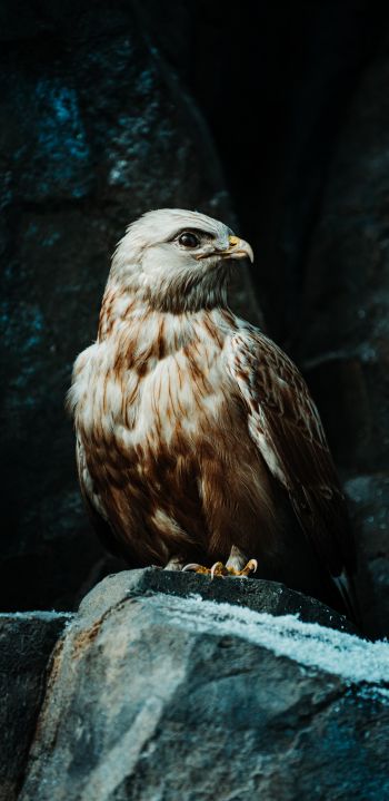 bird, predator, hawk Wallpaper 1440x2960