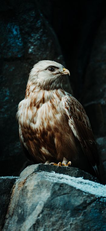 bird, predator, hawk Wallpaper 1080x2340