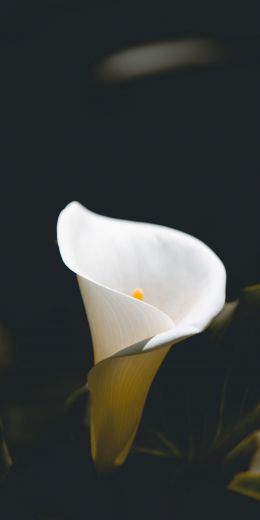 flower, white, macro photography Wallpaper 720x1440