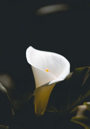 flower, white, macro photography Wallpaper 1668x2388