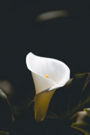 flower, white, macro photography Wallpaper 5166x7745