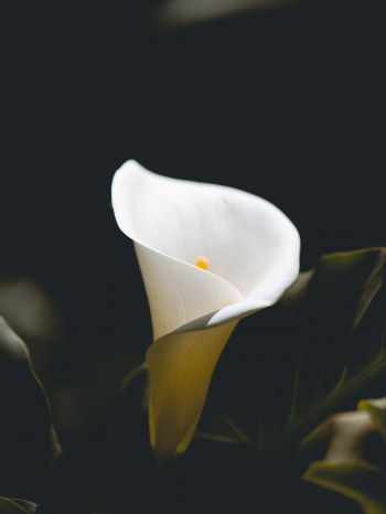 flower, white, macro photography Wallpaper 1668x2224