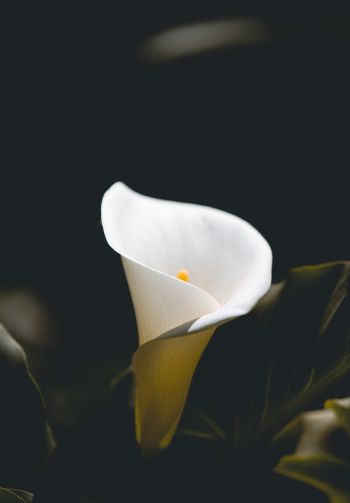 flower, white, macro photography Wallpaper 1640x2360
