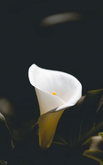 flower, white, macro photography Wallpaper 1752x2800
