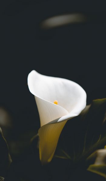 flower, white, macro photography Wallpaper 600x1024