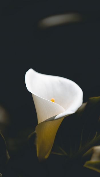 Обои 640x1136 цветок, белый, макросъемка