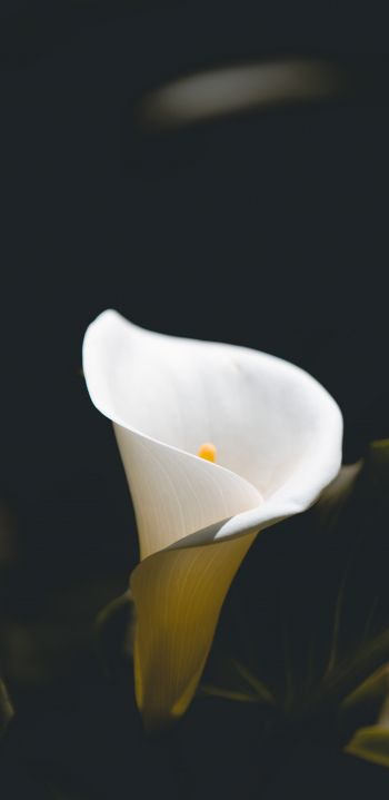 Обои 1080x2220 цветок, белый, макросъемка