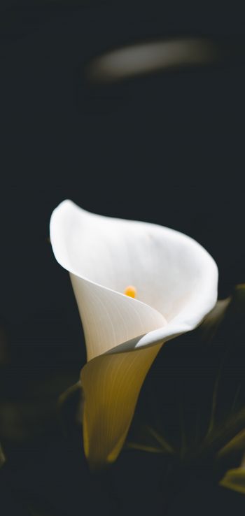 flower, white, macro photography Wallpaper 1440x3040
