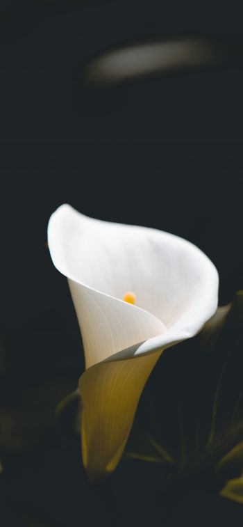 Обои 828x1792 цветок, белый, макросъемка