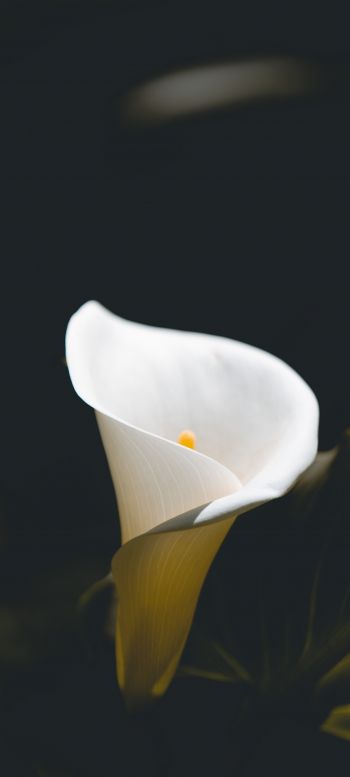 flower, white, macro photography Wallpaper 1080x2400